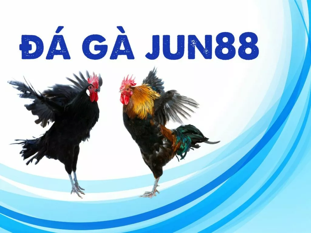 Trải nghiệm sân chơi đá gà Jun88